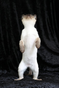 Purebred Siamese kitten with blue eyes on dark background