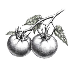 Tomato Vine Pencil Sketch Illustration, isolated on a white background. © xamora