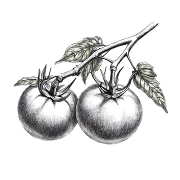 Tomato Vine Pencil Sketch Illustration, isolated on a white background.