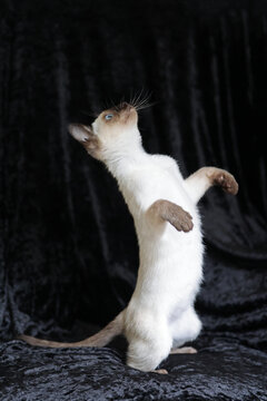 Purebred Siamese kitten with blue eyes on dark background