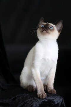 Purebred Siamese kitten with blue eyes on dark background