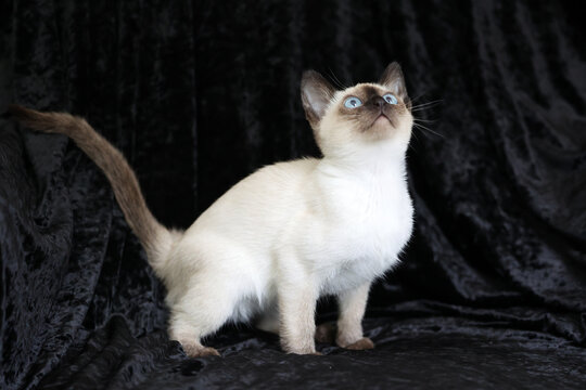 Purebred Siamese kitten with blue eyes on dark background