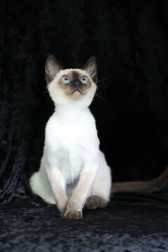 Purebred Siamese kitten with blue eyes on dark background