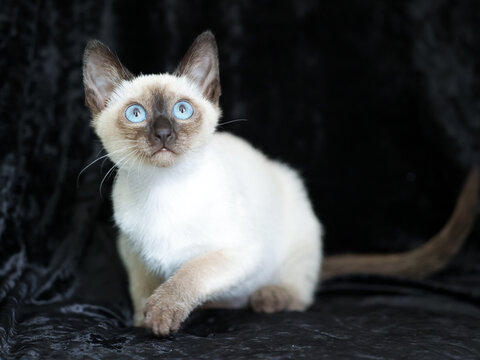 Purebred Siamese kitten with blue eyes on dark background
