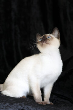 Purebred Siamese kitten with blue eyes on dark background