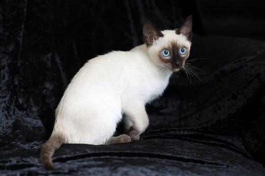 Purebred Siamese kitten with blue eyes on dark background