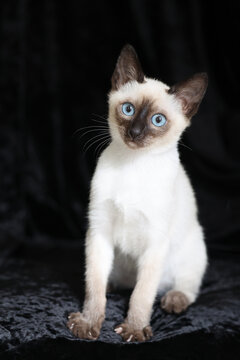 Purebred Siamese kitten with blue eyes on dark background
