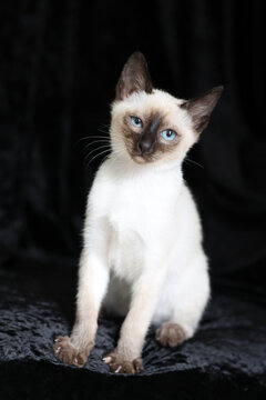 Purebred Siamese kitten with blue eyes on dark background