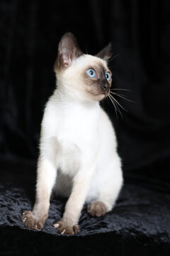 Purebred Siamese kitten with blue eyes on dark background