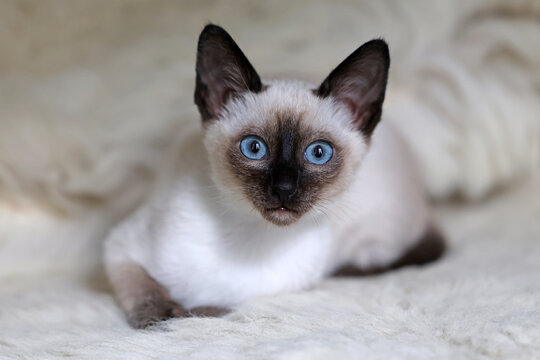 Thai kitten with blue eyes sitting on soft white blanket