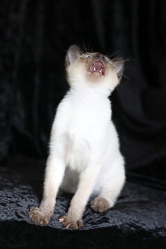 Purebred Siamese kitten with blue eyes on dark background