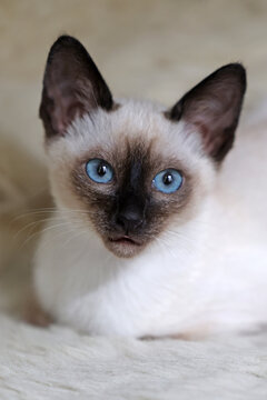 Thai kitten with blue eyes sitting on soft white blanket