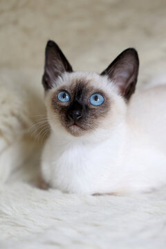 Thai kitten with blue eyes sitting on soft white blanket