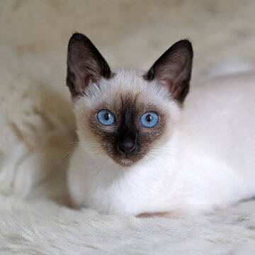 Thai kitten with blue eyes sitting on soft white blanket