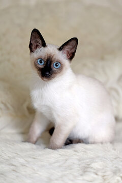 Thai kitten with blue eyes sitting on soft white blanket