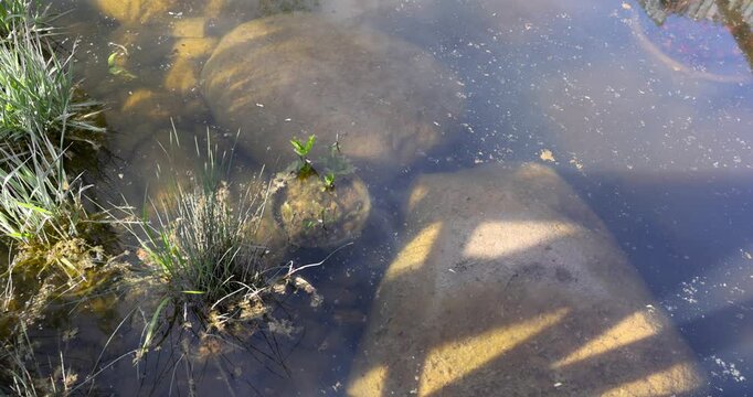 Large brown stones in clear water, smooth stones are at the bottom of a shallow pond near tufts of green grass in the sun