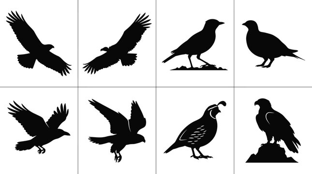 Wild birds and raptors silhouettes vector collection including eagle hawk raven vulture quail and falcon isolated set