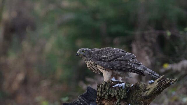 Goshawk sitting on a dead branch plucking feathers from a dead wood pigeon, autumn, birds of prey, north rhine westphalia, (accipiter gentilis), germany