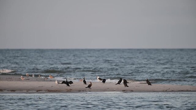 Cormorants oystercatchers and seagulls are resting on a sandbank in the baltic sea, nationalpark, september,  (phalacrocorax carbo), germany
