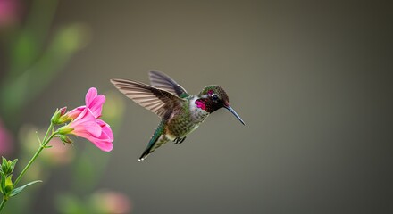 Obraz premium Hummingbird in flight near pink flower.