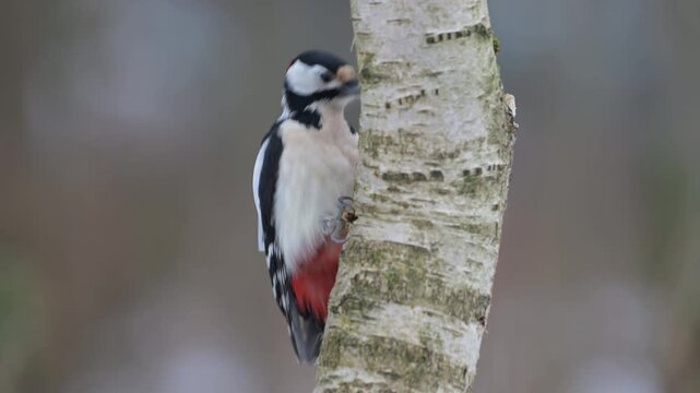 A great spotted woodpecker is pecking at a hazelnut in snow, which falls off the birch trunk, winter, north rhine westphalia, (dendrocopos major), germany
