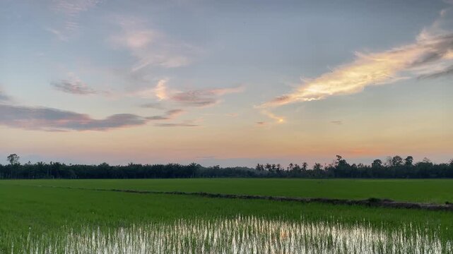 Green rice field under open sky at sunset with thin clouds and tree line on the horizon.