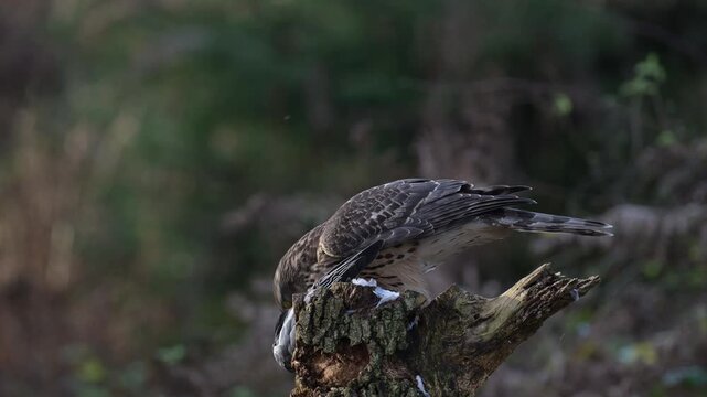 Goshawk sitting on a dead branch plucking feathers from a dead wood pigeon, autumn, birds of prey, north rhine westphalia, (accipiter gentilis), germany