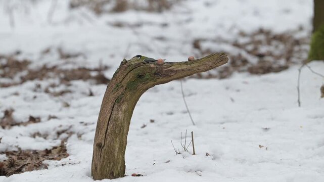 A great tit searches for food on deadwood in the snow, with a squirrel underneath on the forest floor, european red squirrel, winter, north rhine westphalia, (sciurus vulgaris, parus major), germany
