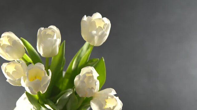 White tulips flowers. Floral bud. Black background