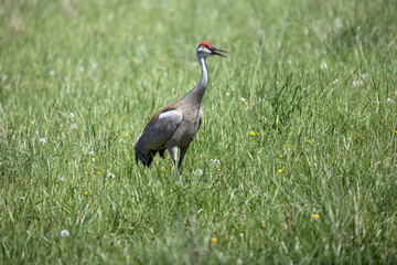 Fototapeta premium Sandhill Crane Antigone canadensis standing in a field of tall grass