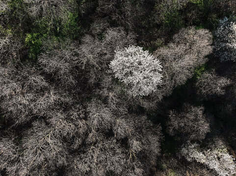 Aerial view of a forest canopy with blooming white flowers on trees amidst bare branches during the spring season in Saluzzo, Piedmont, Italy.
