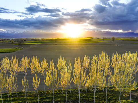 Aerial view of golden hour light over agricultural fields and rows of young trees with snow-capped mountains in the distance in Villafranca Piemonte, Piedmont, Italy.