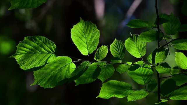 Common hazel leaves glow from sunlight in the forest, closeup