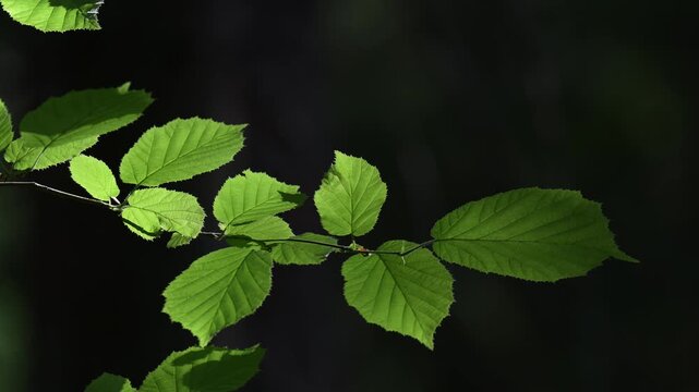 Common hazel leaves glow from sunlight in the forest, closeup