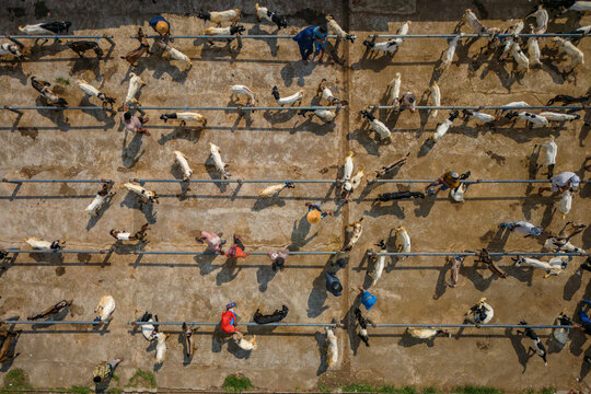 Aerial view of the Ambarawa livestock market with goats tethered in rows and people walking on the concrete ground Bawen, Central Java, Indonesia.