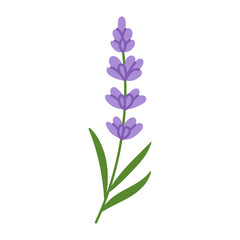 Fototapeta premium Lavender plant stands tall against a plain white background. Its purple blossoms form a graceful, upward-pointing cluster. Green leaves curl gently from the stem, adding natural contrast