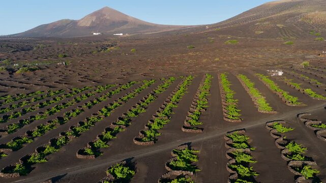 Aerial Sunset View of the Volcanic Vineyards and Ash Craters in La Geria Lanzarote