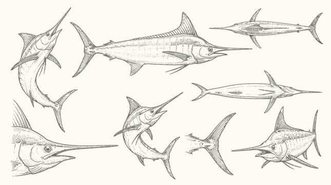 Marlin Swordfish and Sailfish Collection in Vintage Engraved Drawing Style