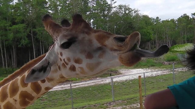 A young woman feeding a giraffe with salad in Lion Country Safar.
