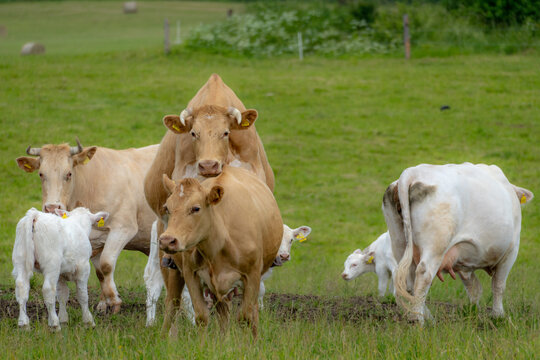 Cow Mounting Another Cow During Estrus Heat Cycle in Cattle Breeding Herd