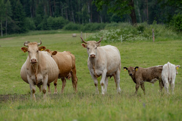Fototapeta premium Dairy Cows and Calf Grazing on Green Pasture in Sustainable Livestock Farming Scene