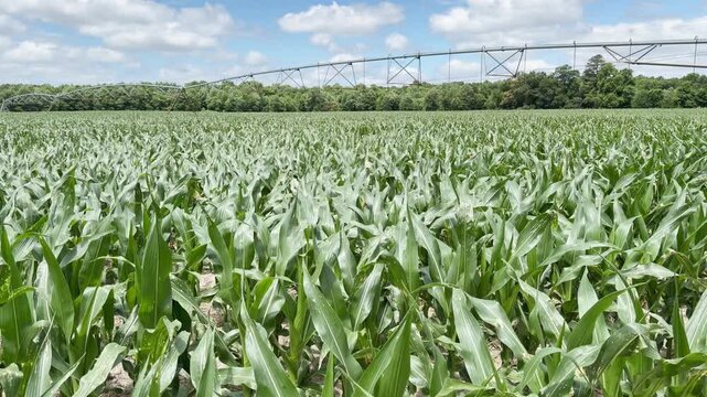 Vast green cornfield stretches under blue sky
