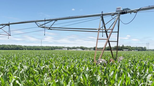 Green corn field stretches wide under irrigation and clear blue skies
