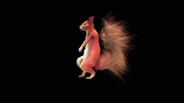 Realistic dancing squirrel performing rumba dance animation with alpha channel transparent background