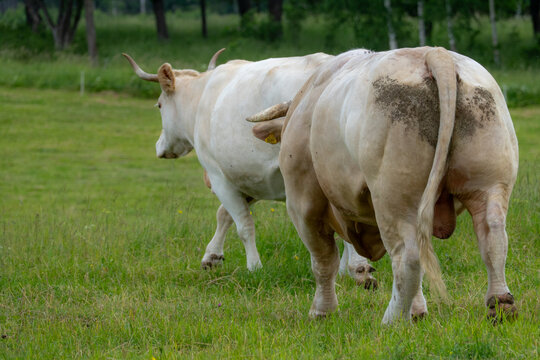 Cattle Breeding Behavior on Green Pasture in Rural Livestock Farming and Animal Reproduction Scene