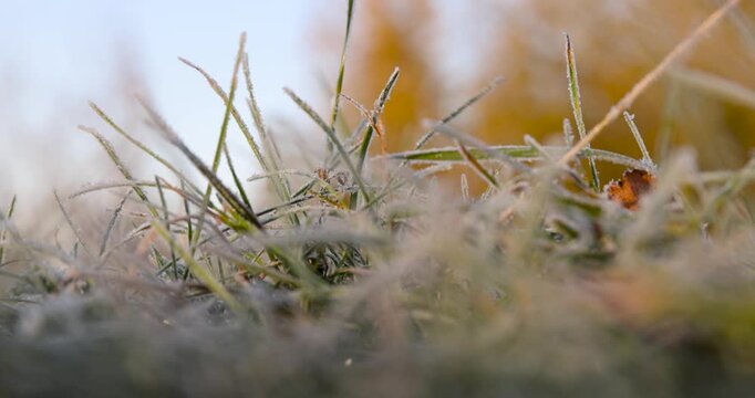 Fresh grass in winter frost, thick grass with frost crystals on each leaf demonstrates the transition of nature from autumn to winter in the forest.