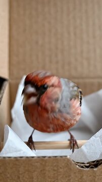 Linnet Bird Surprise in Minimalist Box - A small linnet bird with vibrant orange and gray plumage is perched inside a simple cardboard shipping box, resting on a wooden stick.
