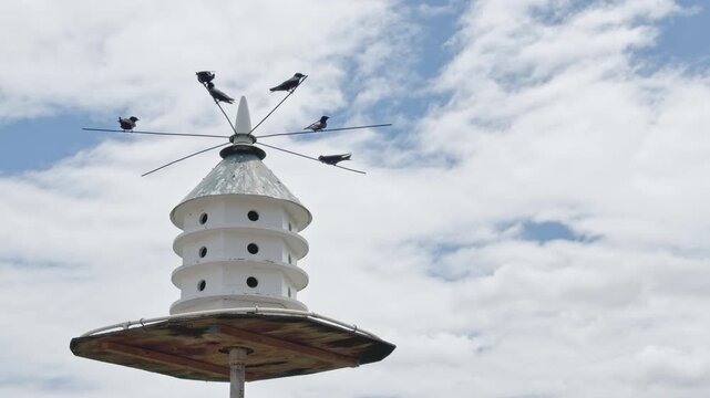 A gulp of Purple Martins flying in real time around their multi-tiered castle feeding their chicks insects