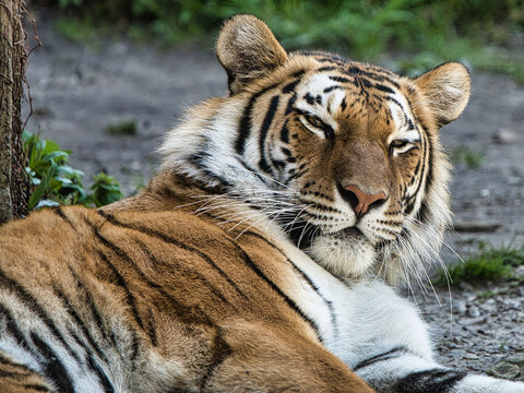 Tiger at Buffalo Zoo 