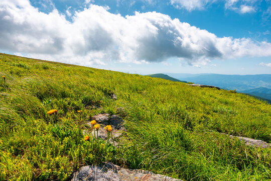 carpathian mountain landscape in summer. nice view of a grassy alpine meadow. rock and yellow herbs on the hill. sunny mountain weather with fluffy clouds on the sky